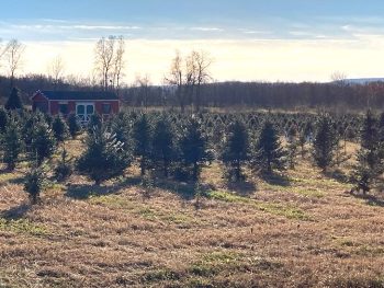 Bodine's Christmas Tree Farm