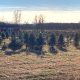 Bodine's Christmas Tree Farm