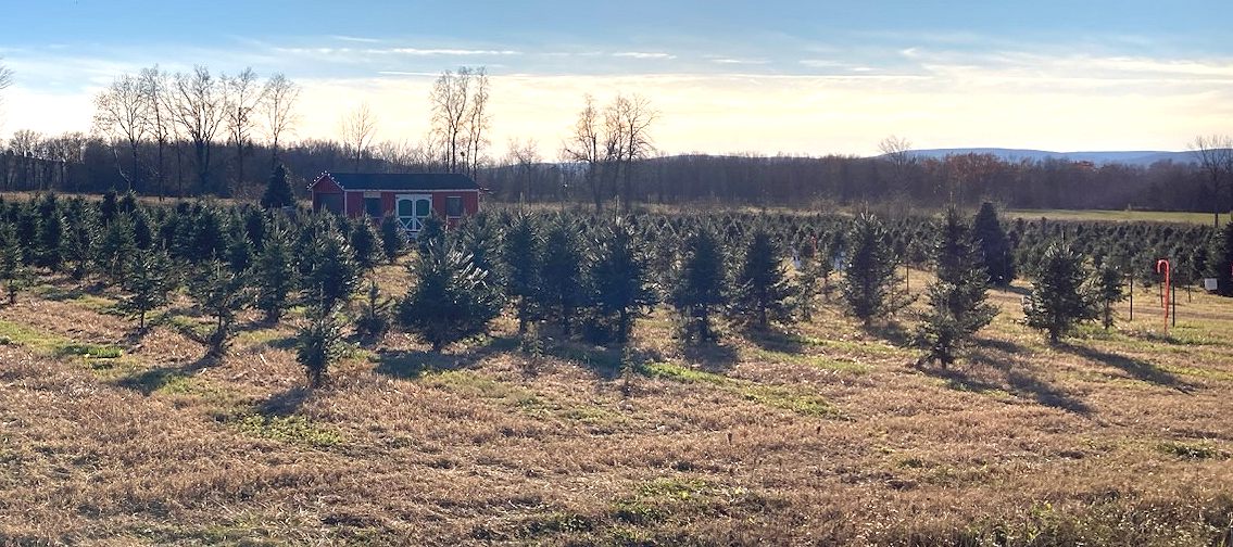 Bodine's Christmas Tree Farm