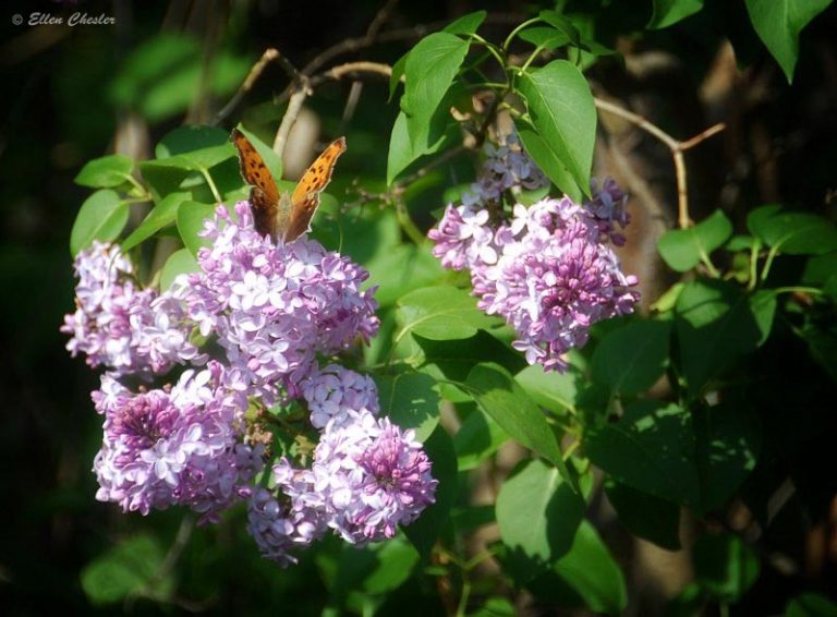 The Rochester Lilac Festival 2024 Highland Park, Rochester, NY Lilac Fest