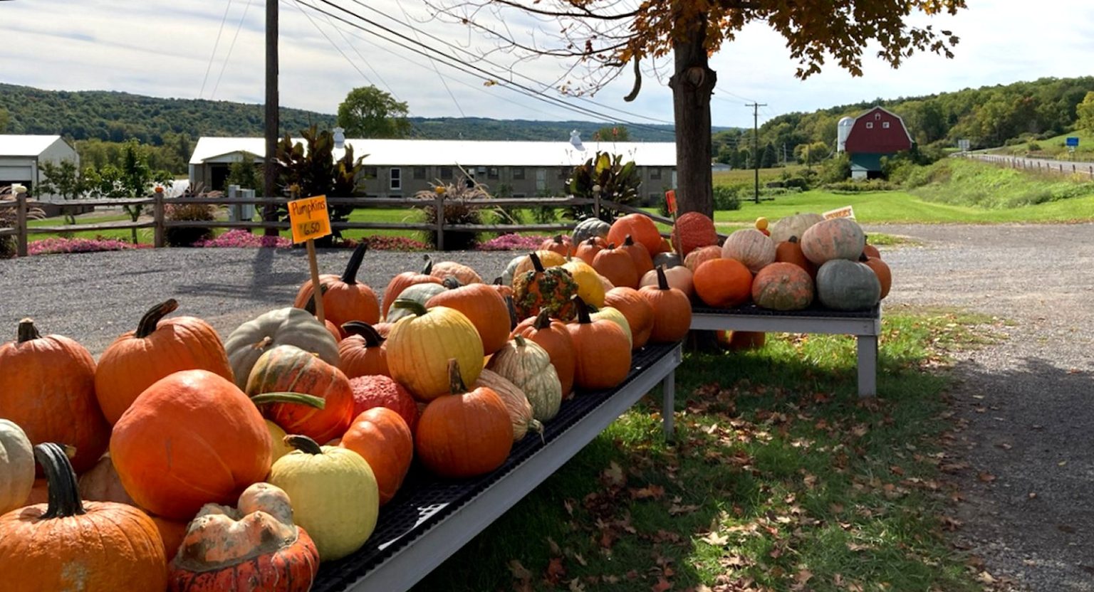 The New York Wine And Culinary Center Located In Canandaigua NY In   Pumpkins02 1 1536x832 